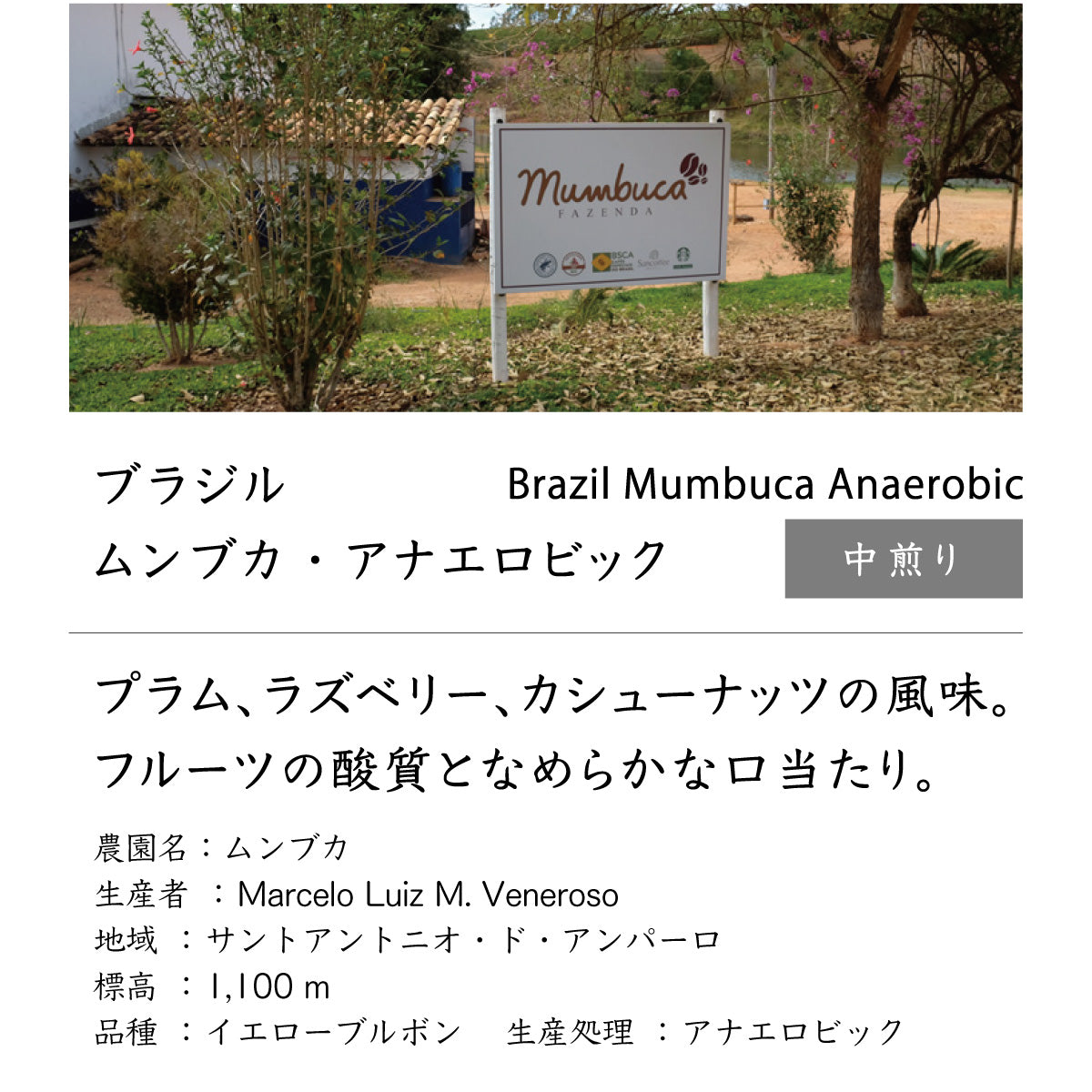 ブラジル　ムンブカ・アナエロビック