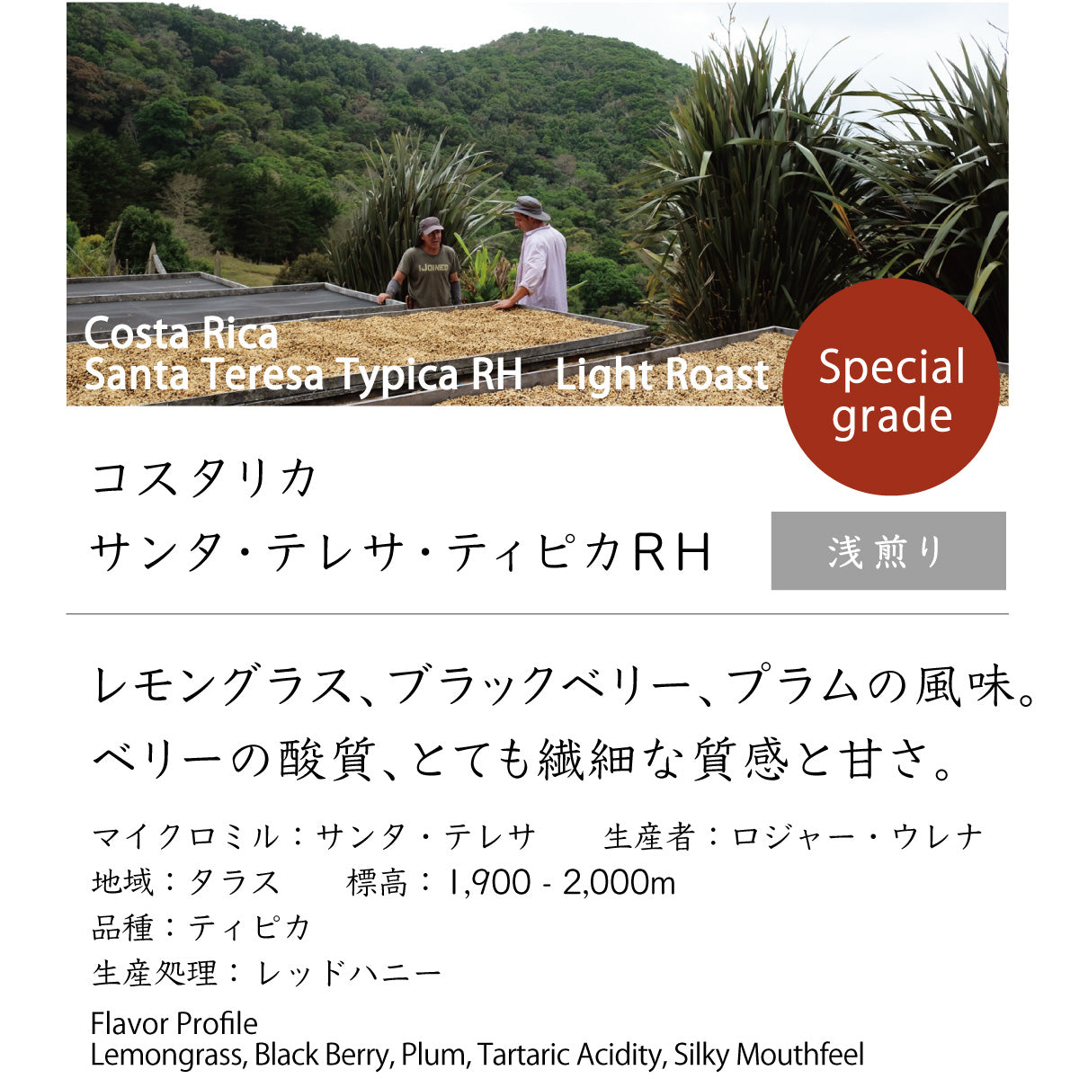コスタリカ　サンタ・テレサ・ティピカRH